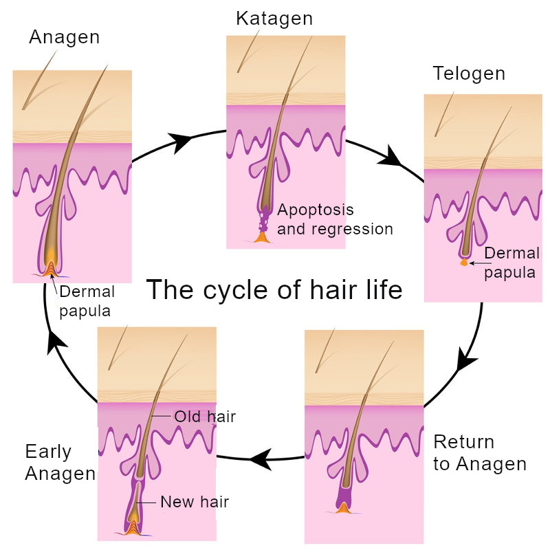 Цикл жизни волоса